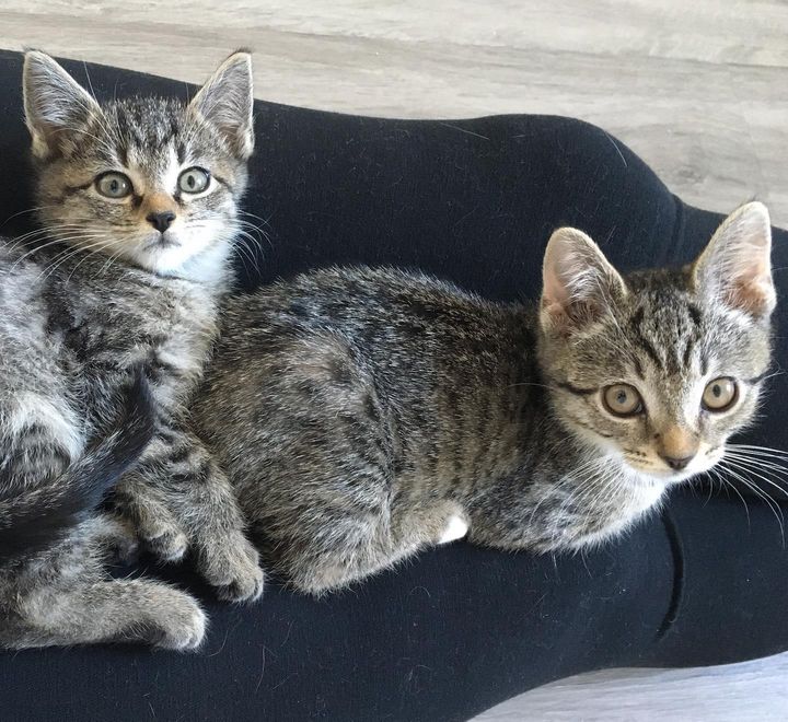 lap kitten buddies
