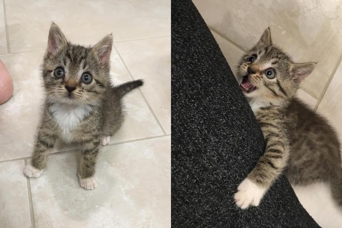 Kitten Goes Around Asking for Attention Until She Finds Another Kitten to Spend Rest of Her Life with