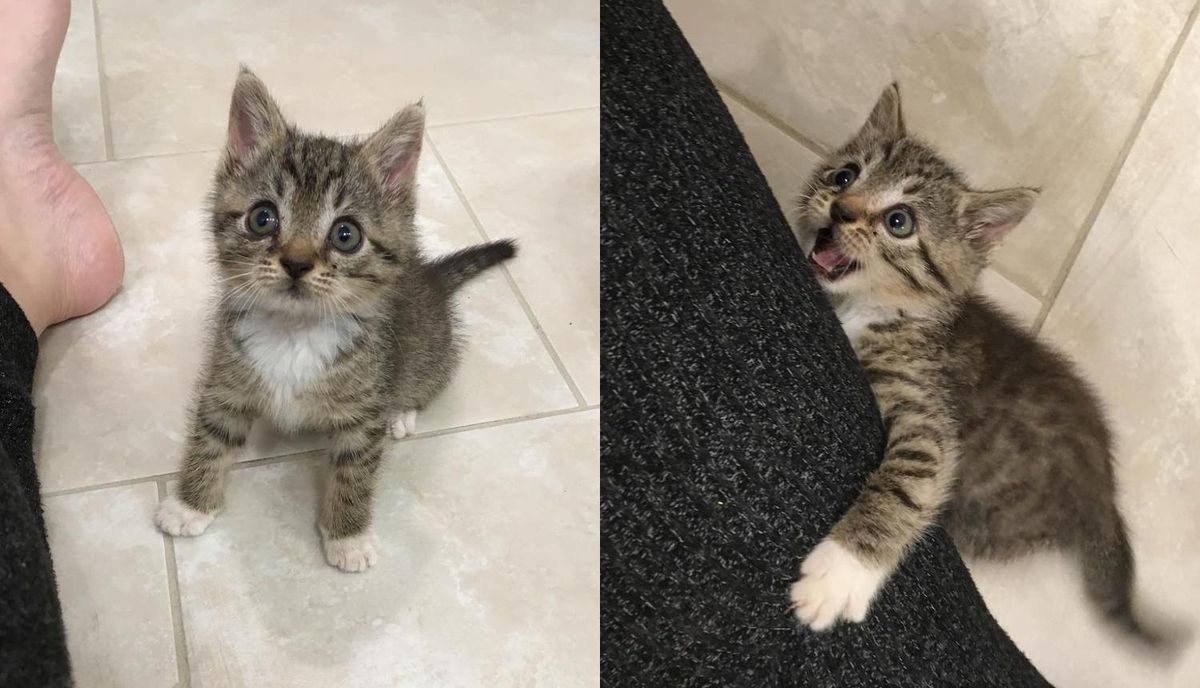 Kitten Goes Around Asking for Attention Until She Finds Another Kitten to Spend Rest of Her Life with