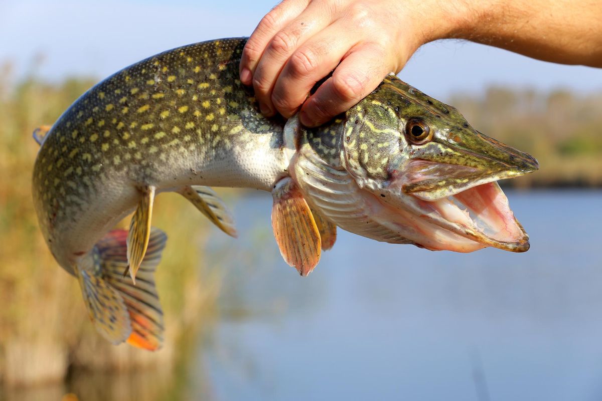 pesce di lago