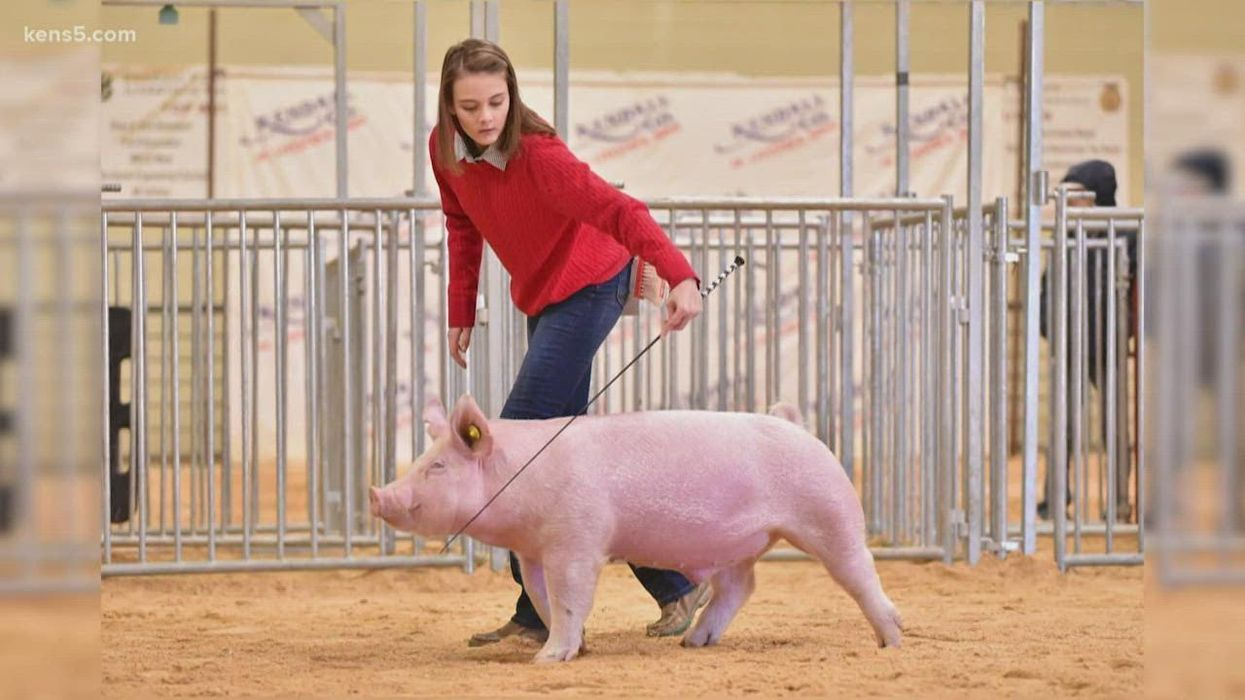 Texas teen raises $30,500 at livestock show, donates all of it to children's hospital