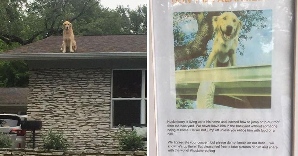 dog on the roof; posted notice about dog on the roof