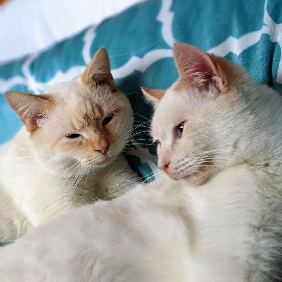 flame point siamese cats