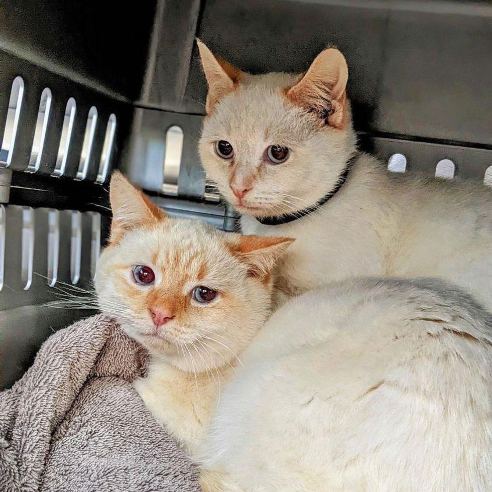 flame point siamese kittens