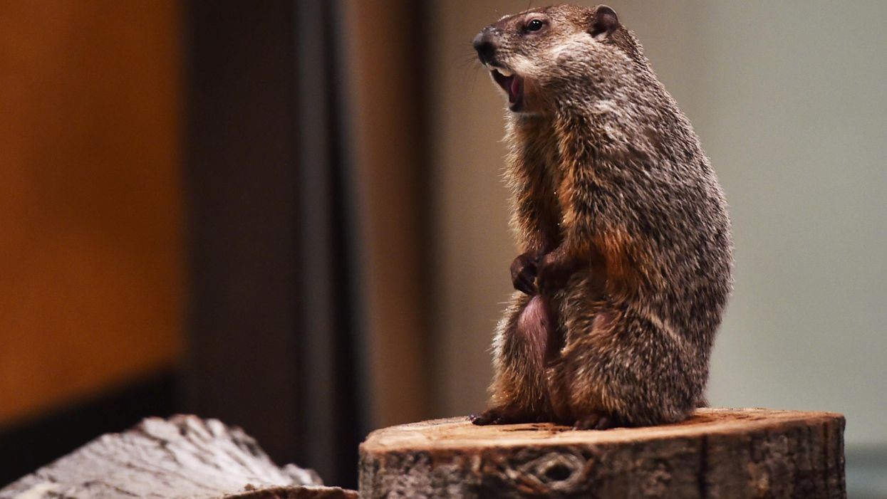 Alabama groundhog too tired to make winter prediction, and we can relate