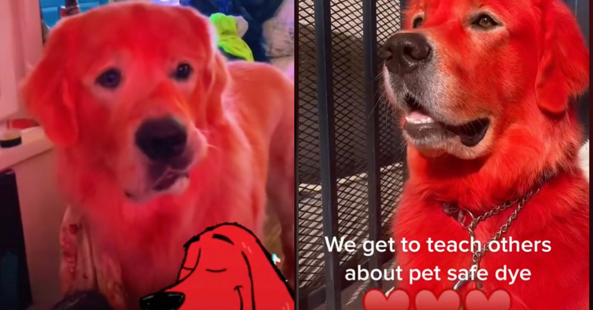 TikToker Responds To Critics After Facing Backlash For Dyeing Her Dog's Fur Bright Red