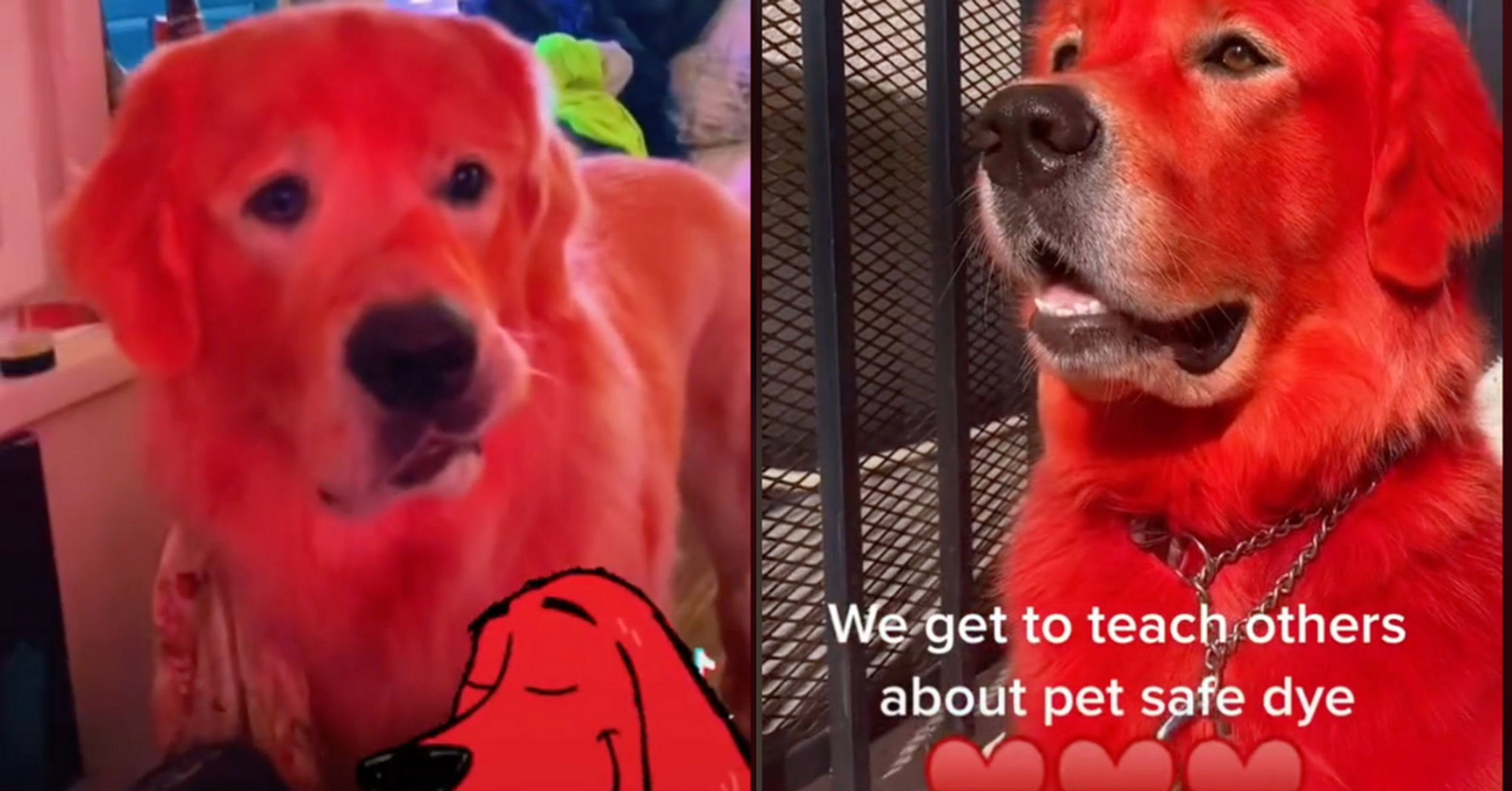 TikToker Responds To Critics After Facing Backlash For Dyeing Her Dog's Fur Bright Red