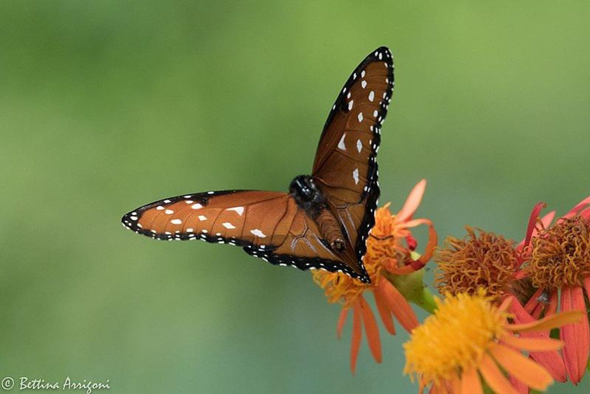 Threats From Dipsh*t QAnon Terrorists Shut Down Texas Butterfly Center Indefinitely