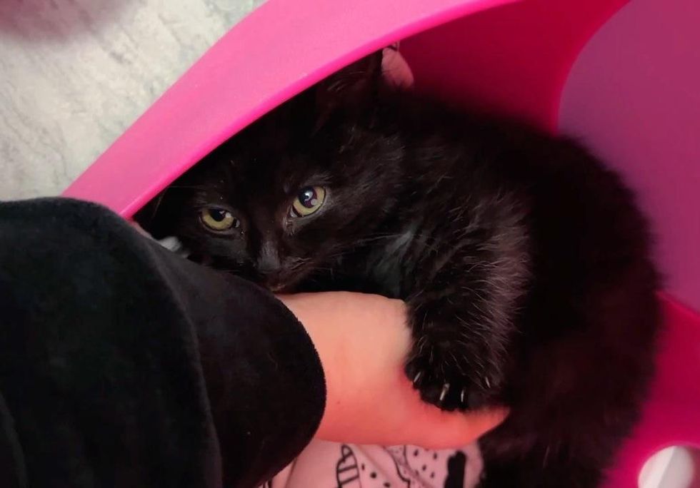 kitten hugs, panther kitty