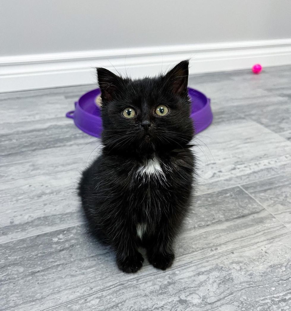 cute black kitten