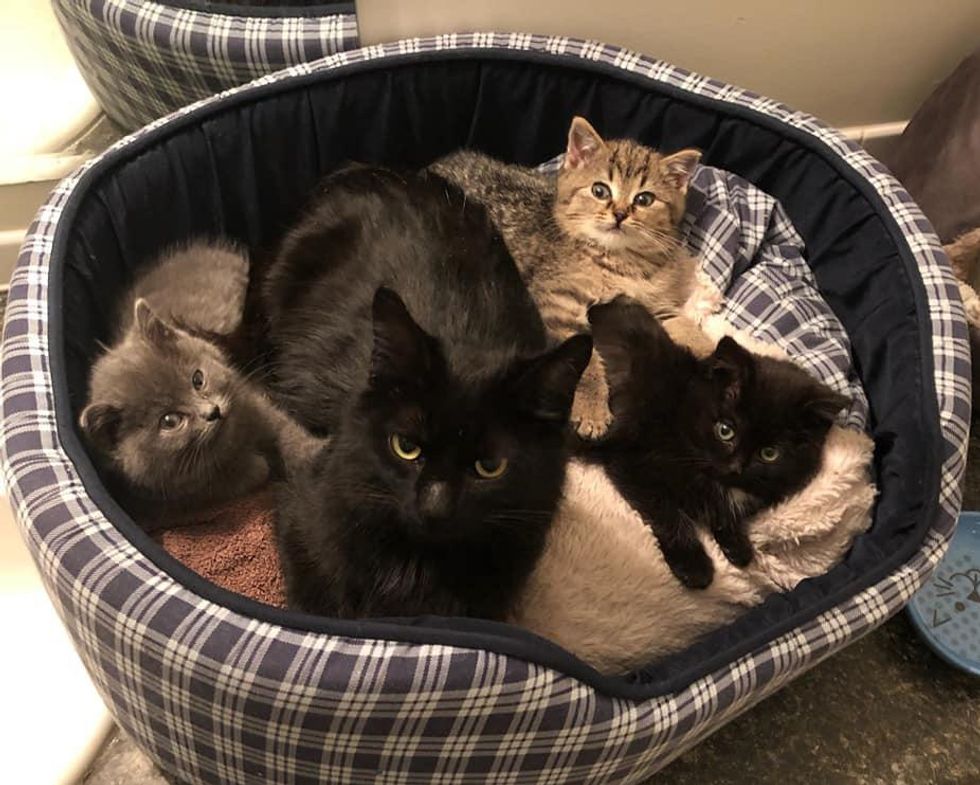 cat mom and kittens