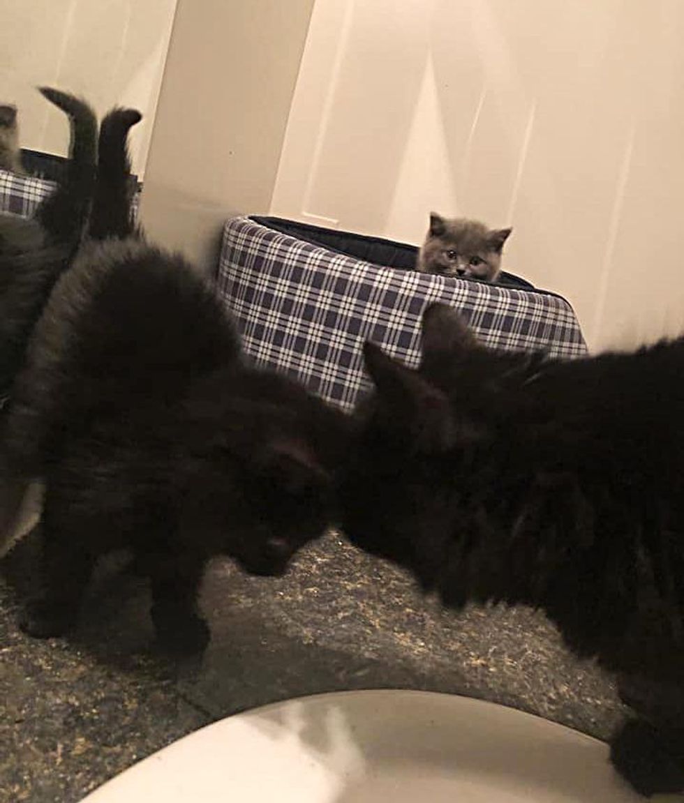 kitten reunited, cat mom