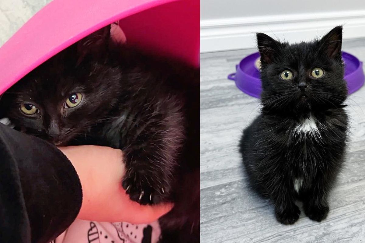 Kitten Discovered Alone Under a Car, Turns Out to Have Escaped from His Litter and Due for a Reunion