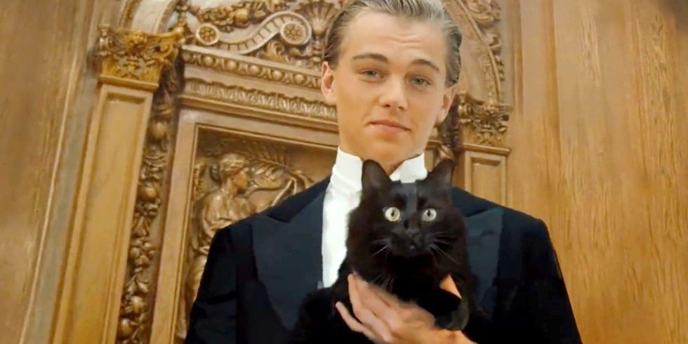 Someone changed 'Titanic' so it's starring a cat as Rose. Get this person an Oscar.