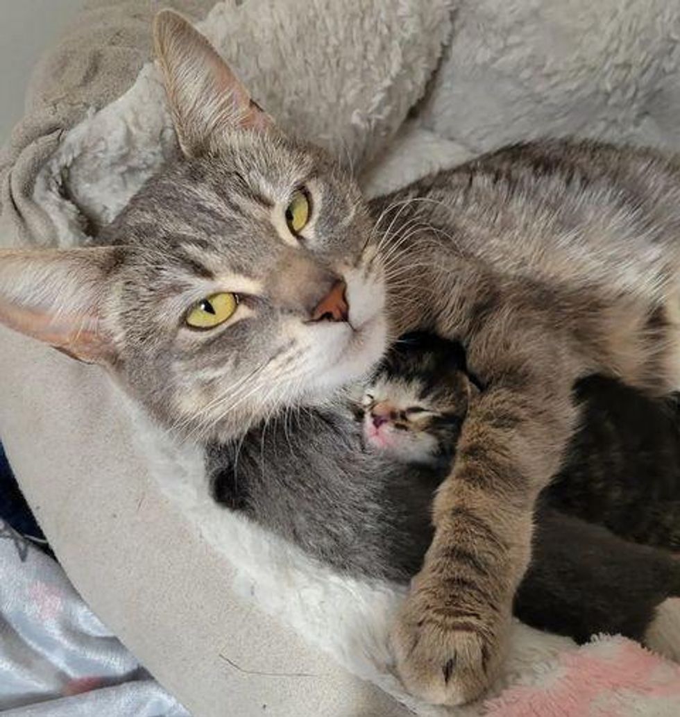 Cat Comes Up to Family of Her Choosing and Asks Them to Help Kittens ...