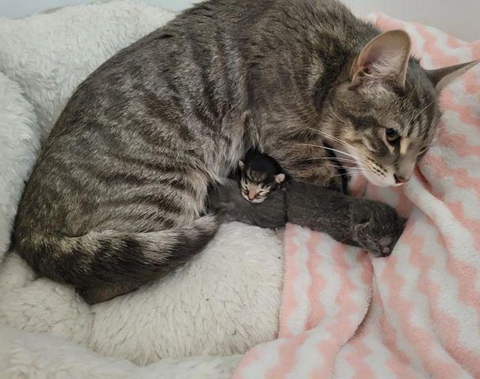 cat newborn kittens