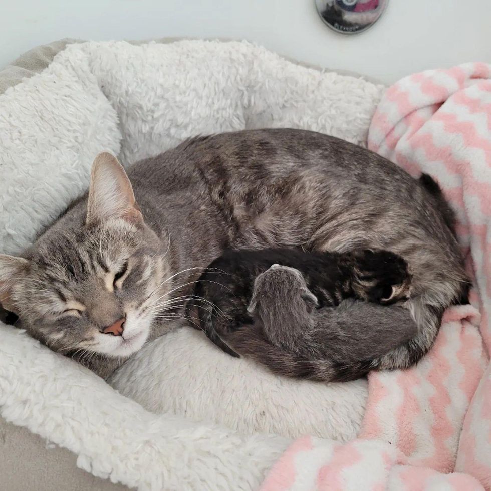 nursing cat kittens