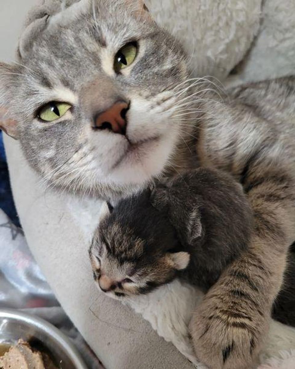 sweet cat mom kittens