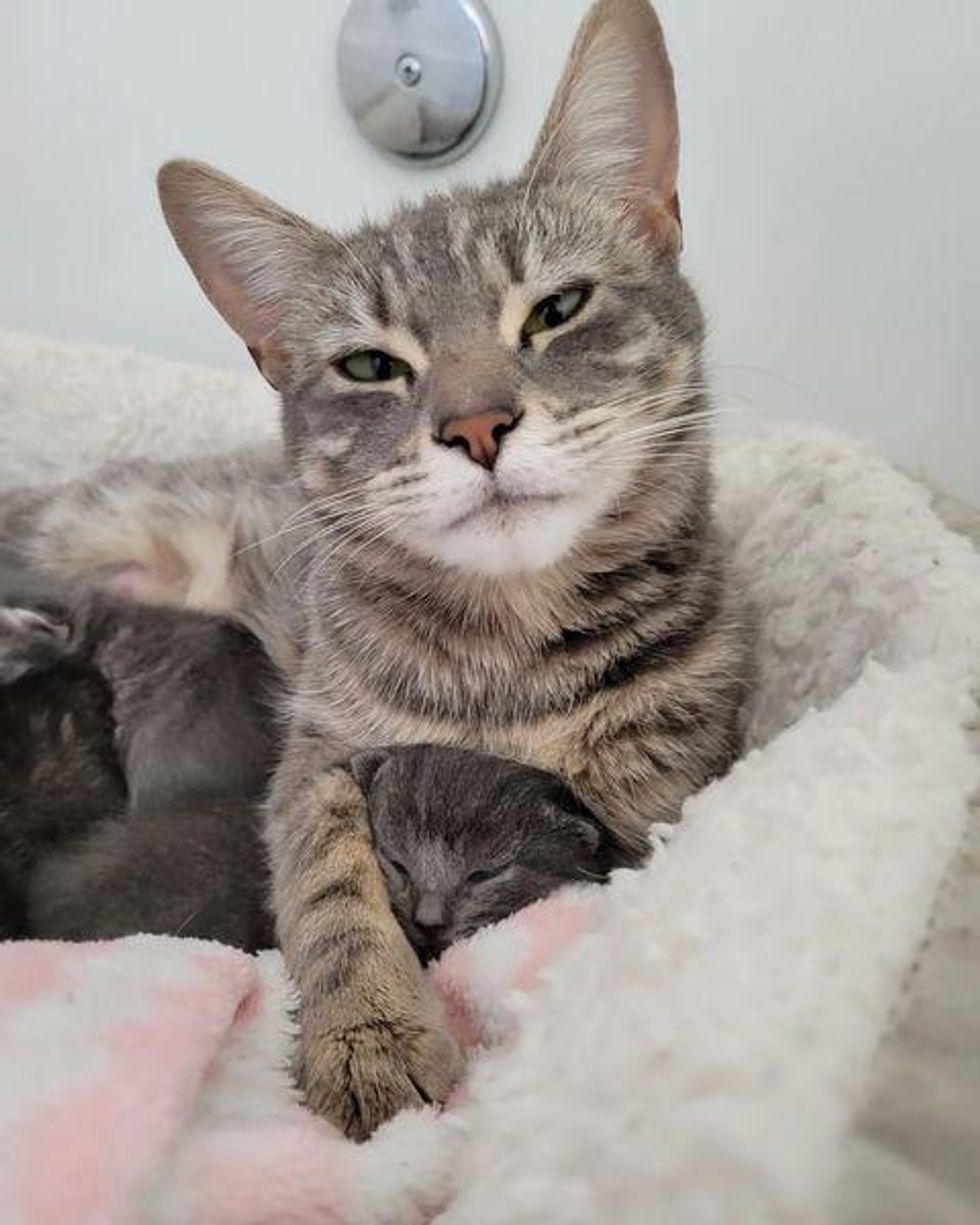 sleepy kitten, cuddly cat mom