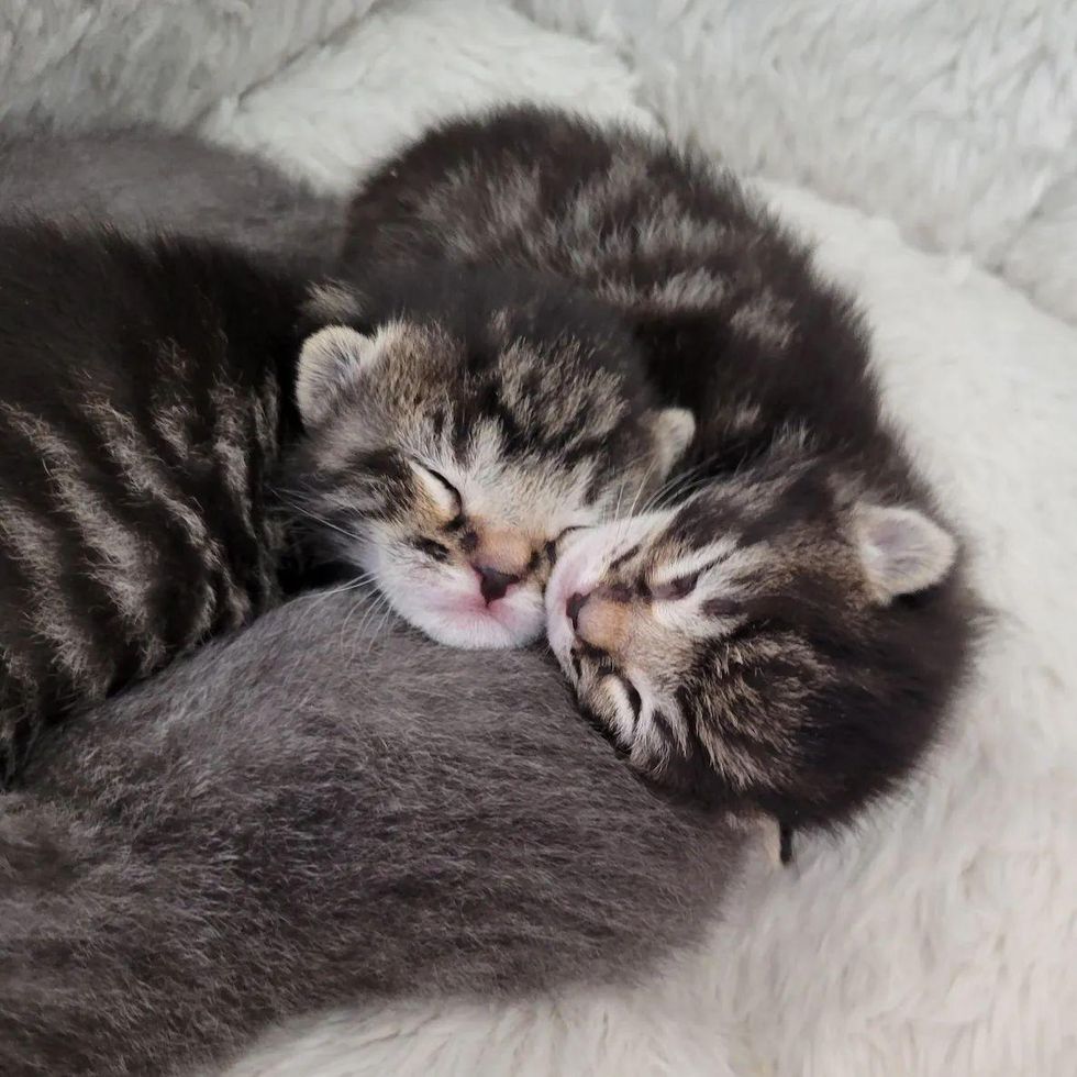 sleepy kittens