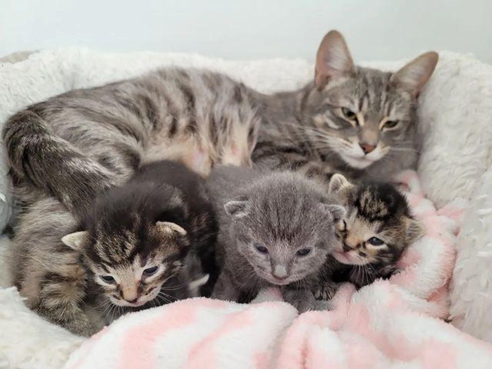 cat mom kittens