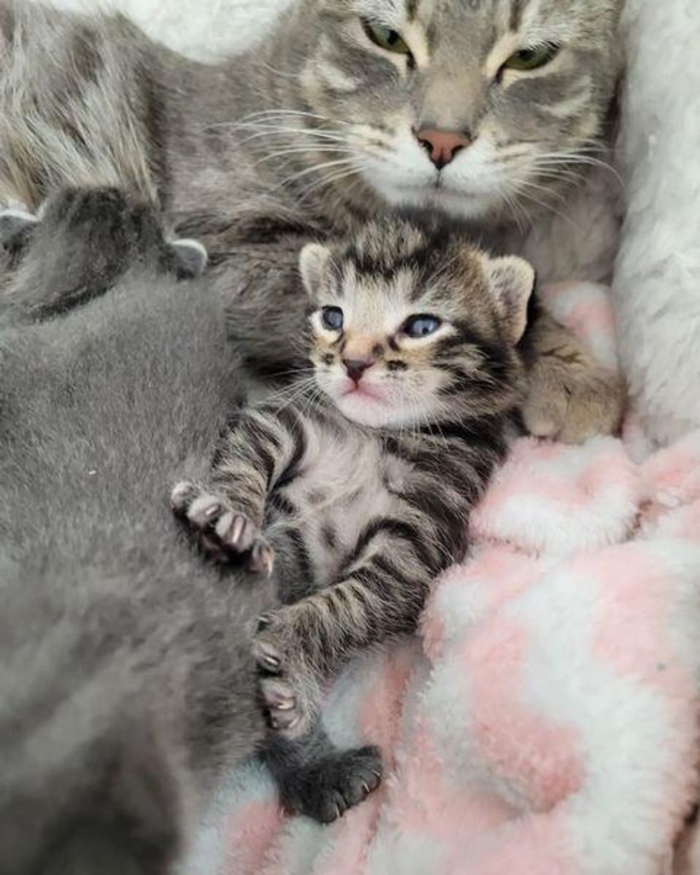 cuddly kitten, loving cat mom