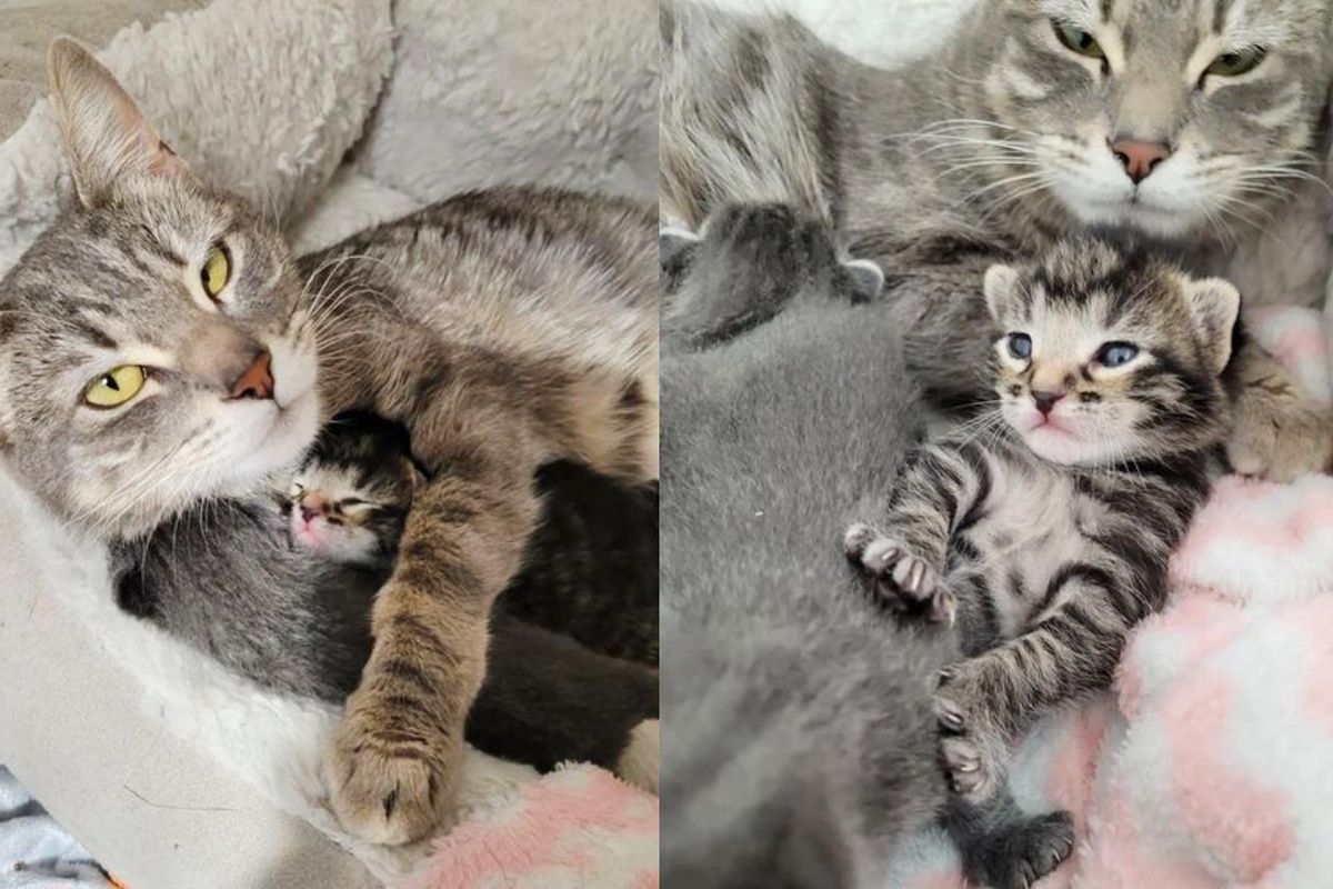 Cat Comes Up to Family of Her Choosing and Asks Them to Help Kittens Born in Their Yard