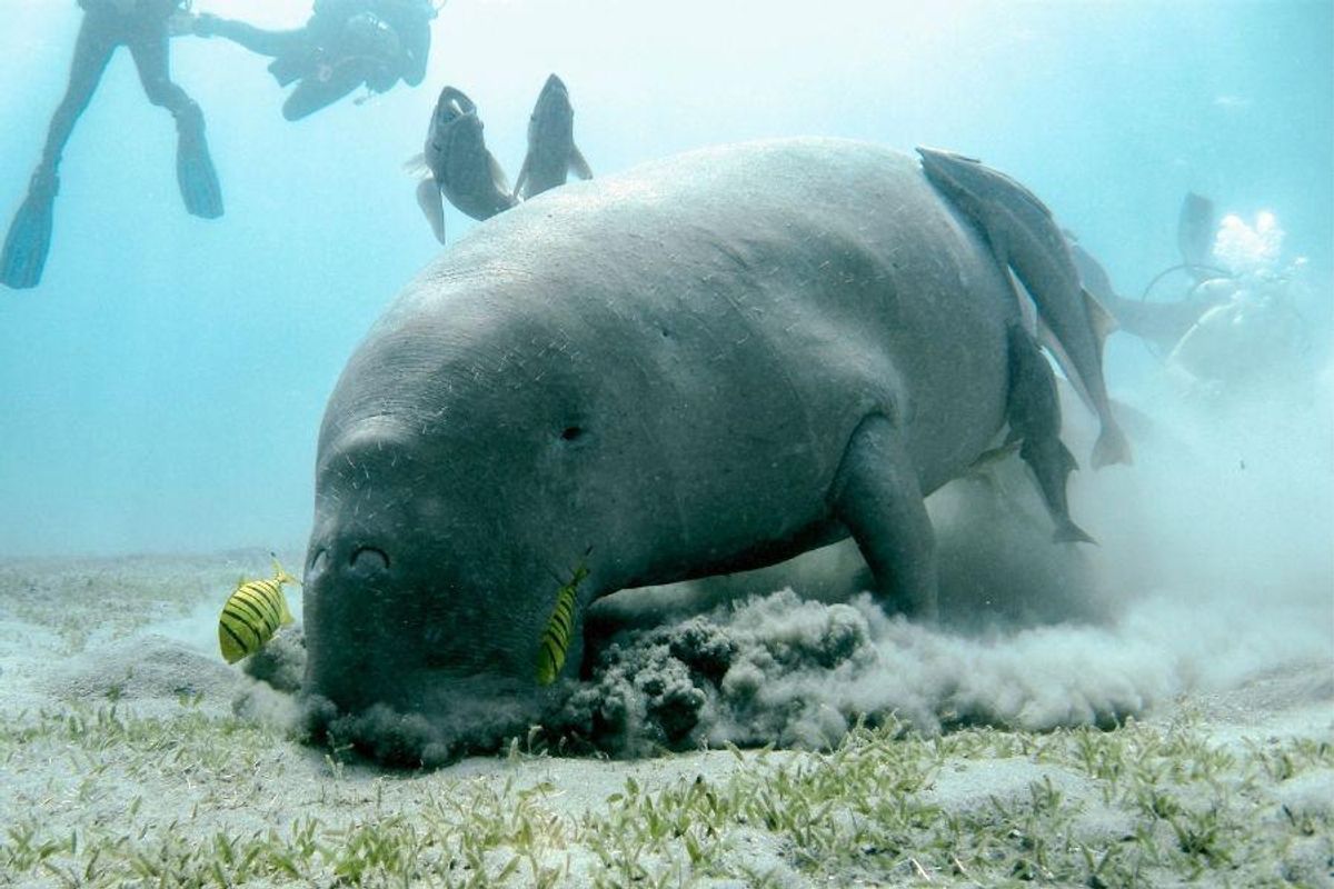 manatees florida wildlife