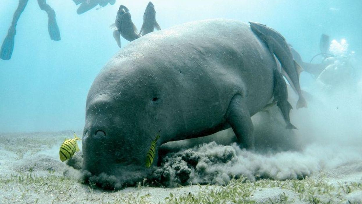 Florida's starving manatees are getting 3,000 pounds of lettuce a day -  Upworthy, image size:1245x701
