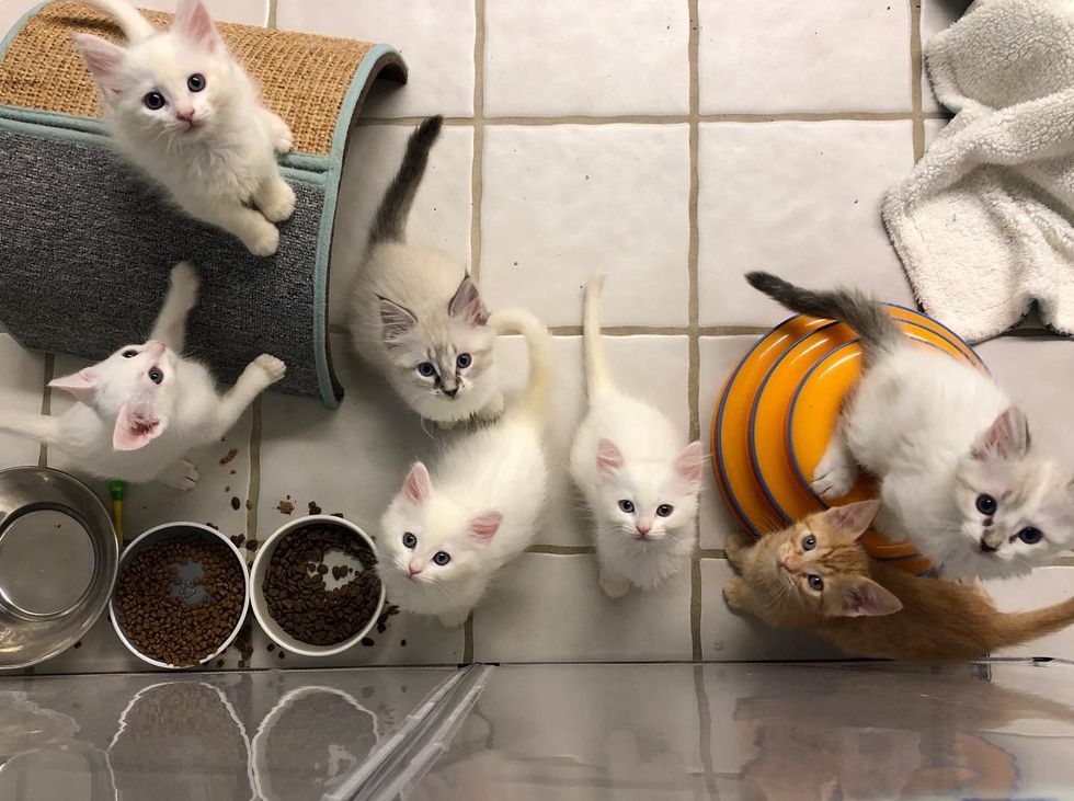 kittens demanding food