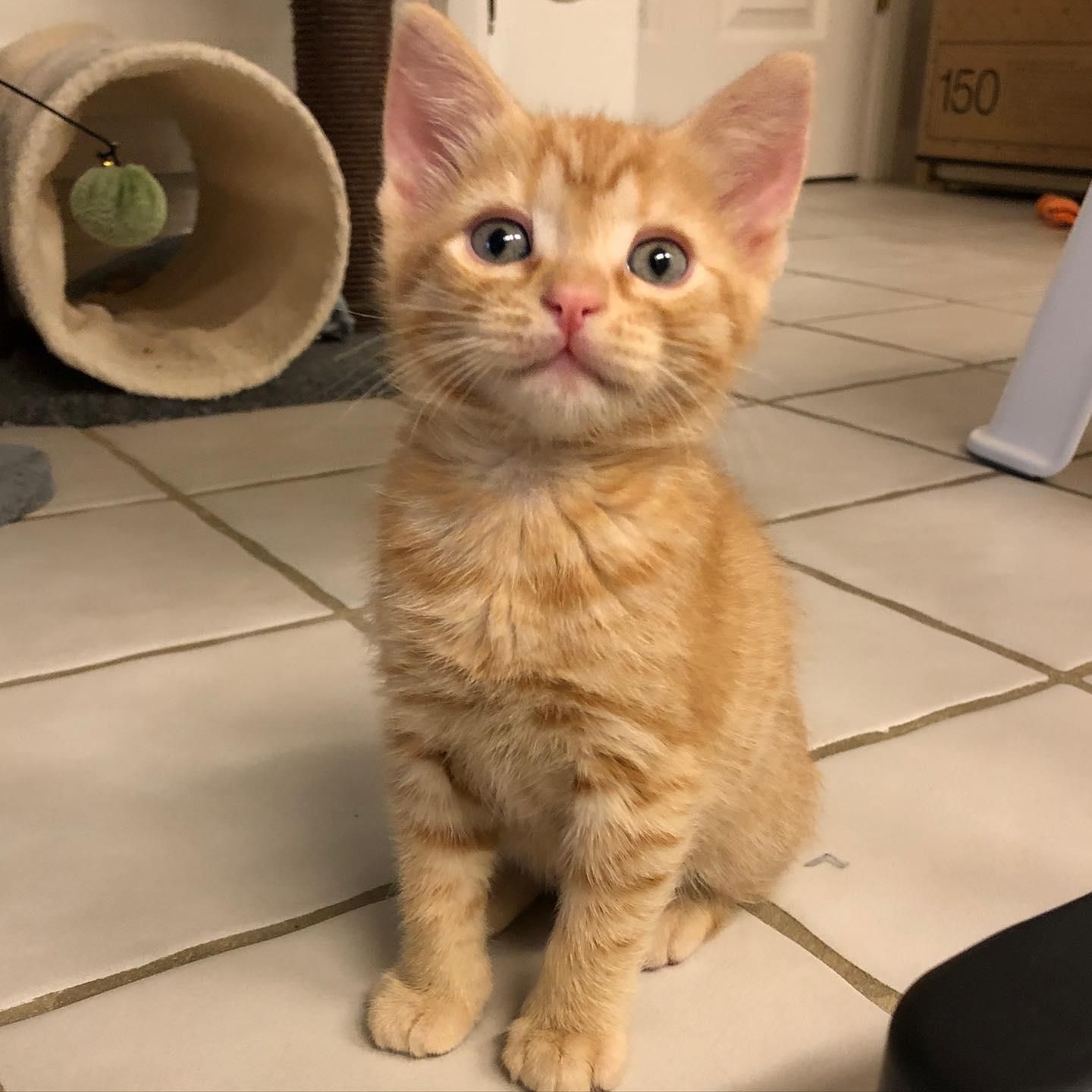 Tabby cat cheap orange kitten