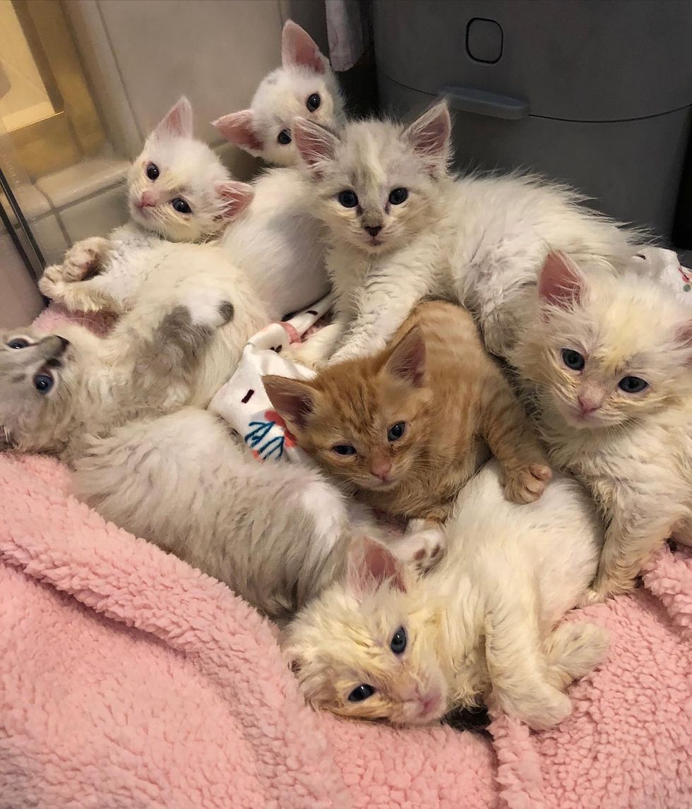 litter of kittens