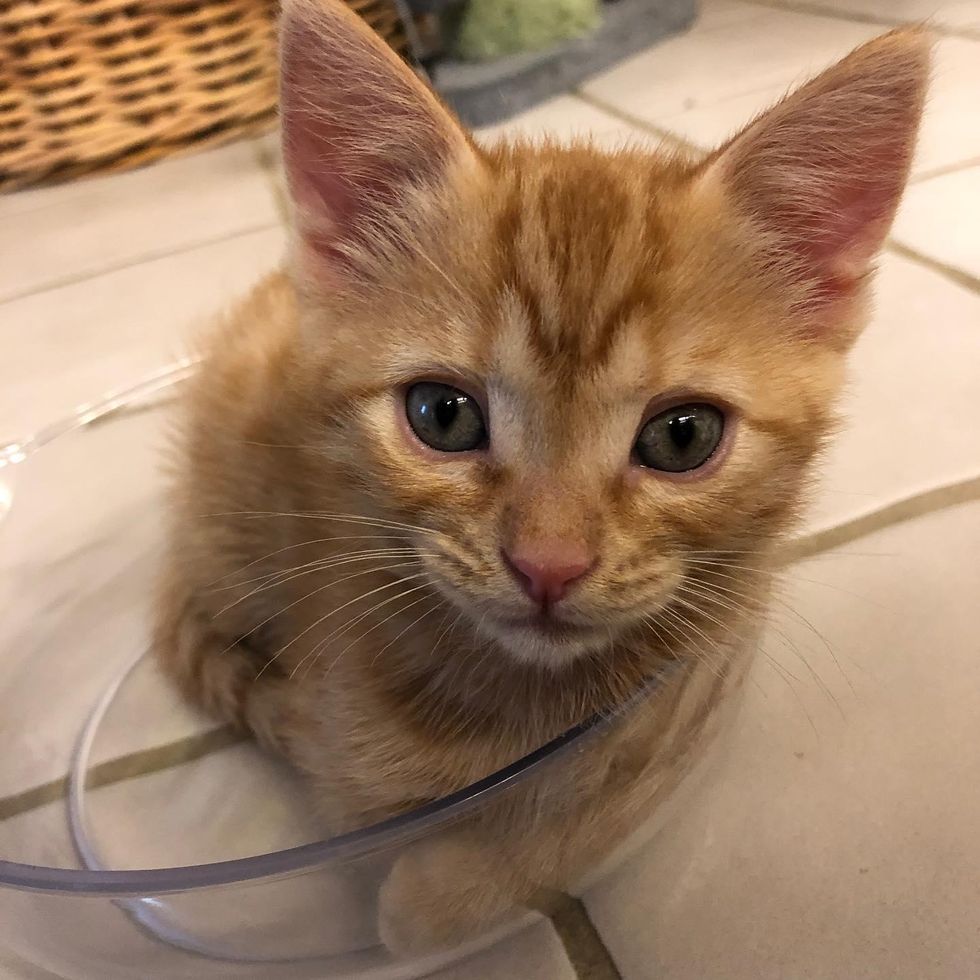 kitten in bowl