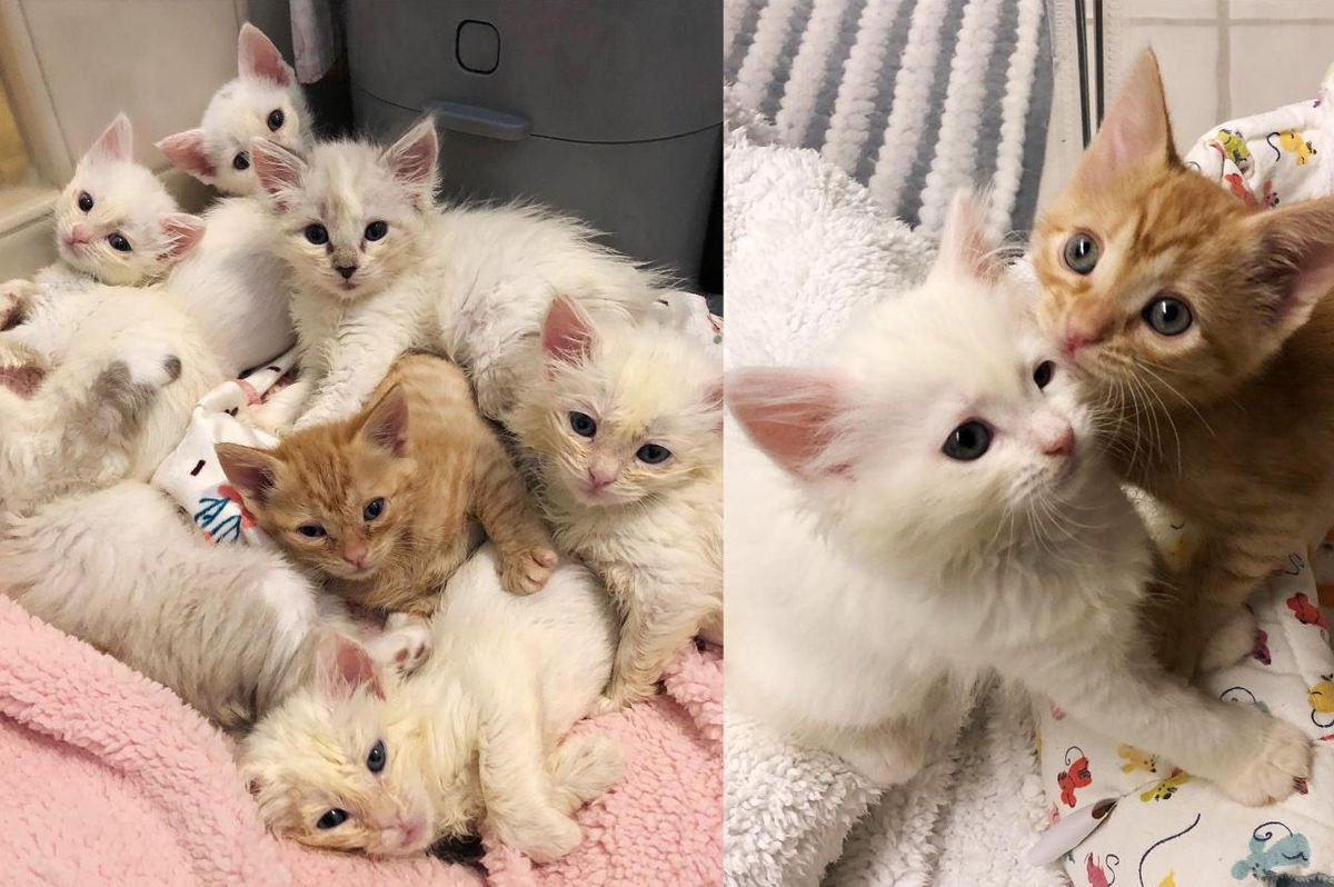 Kitten Comes Along with Her Six Siblings, Stands Out as Only Orange Tabby and Has Quite the Personality