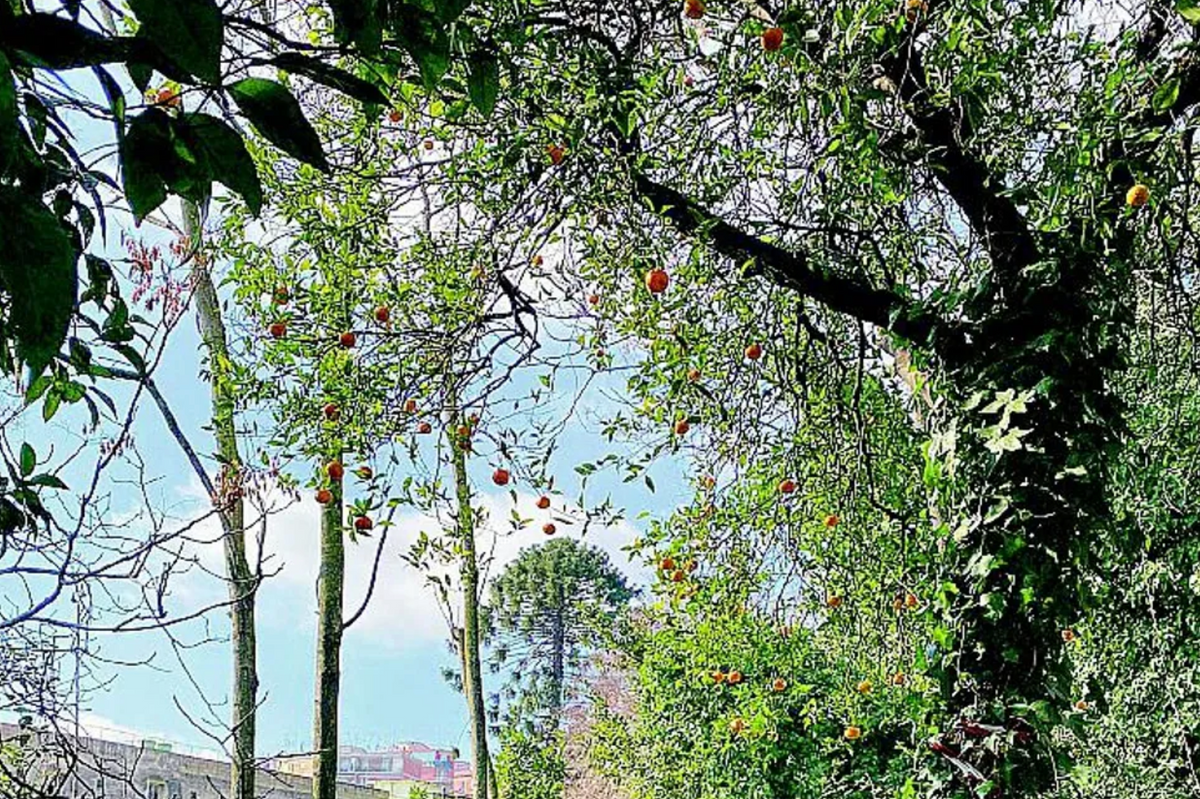 L’albero solitario sospeso tra le vie di Napoli