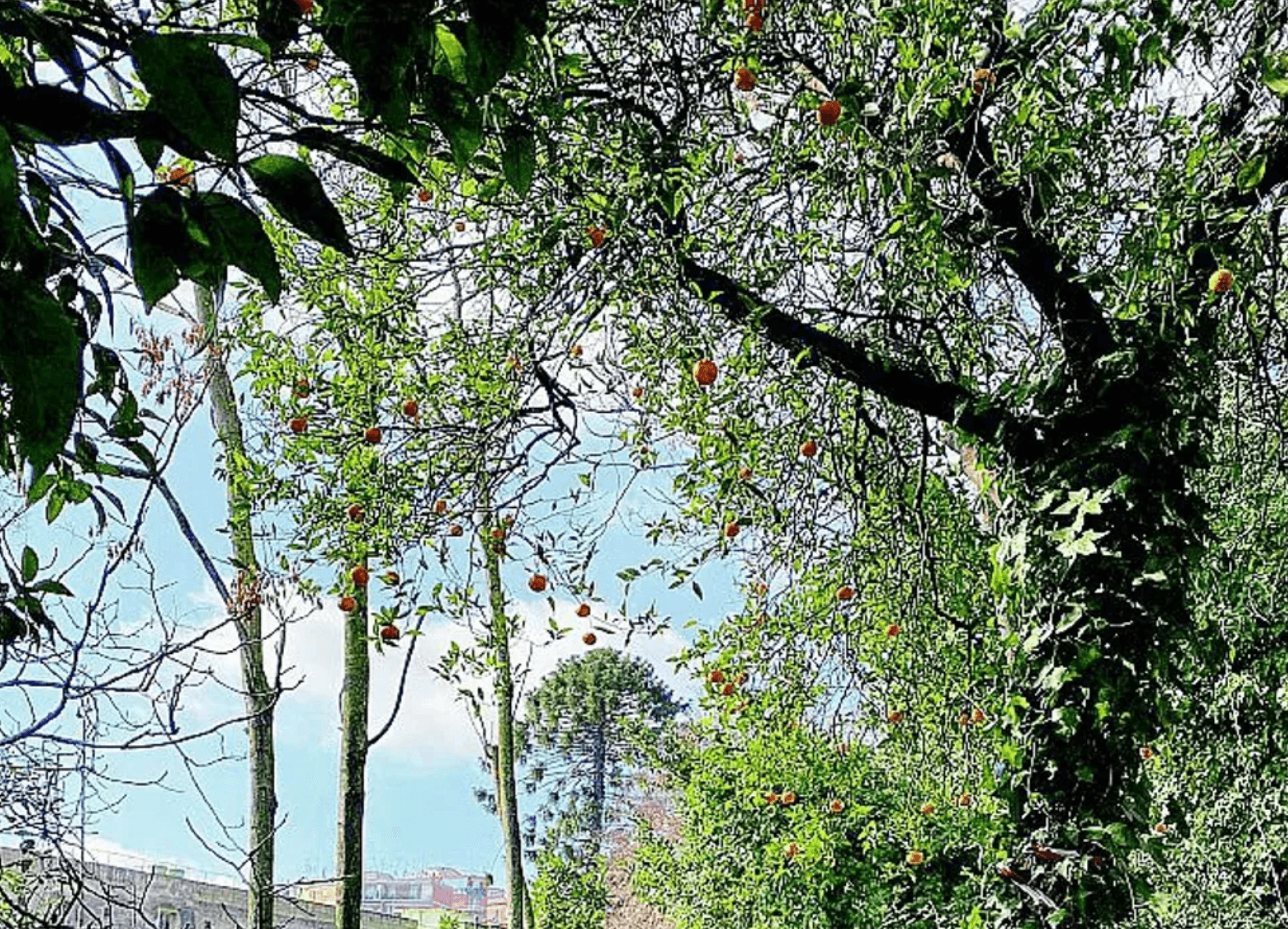L’albero solitario sospeso tra le vie di Napoli