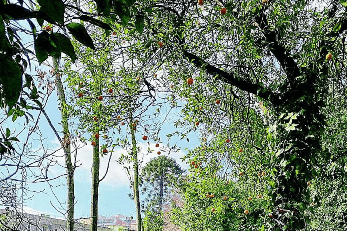 L’albero solitario sospeso tra le vie di Napoli