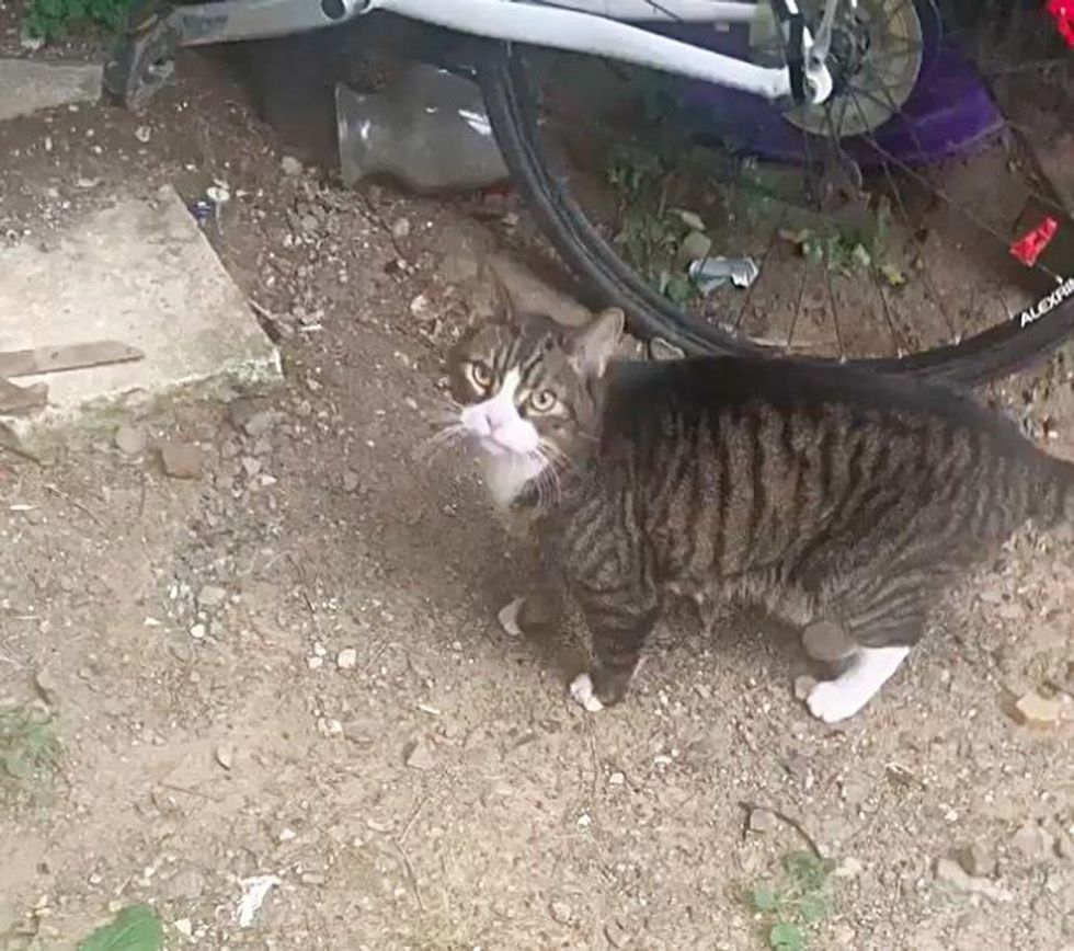gatto del cortile