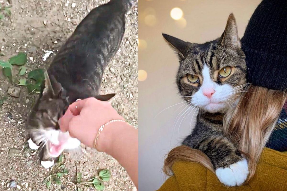 Cat Comes Back to the Couple Who Were Kind to Him, and Ready to Change His Life