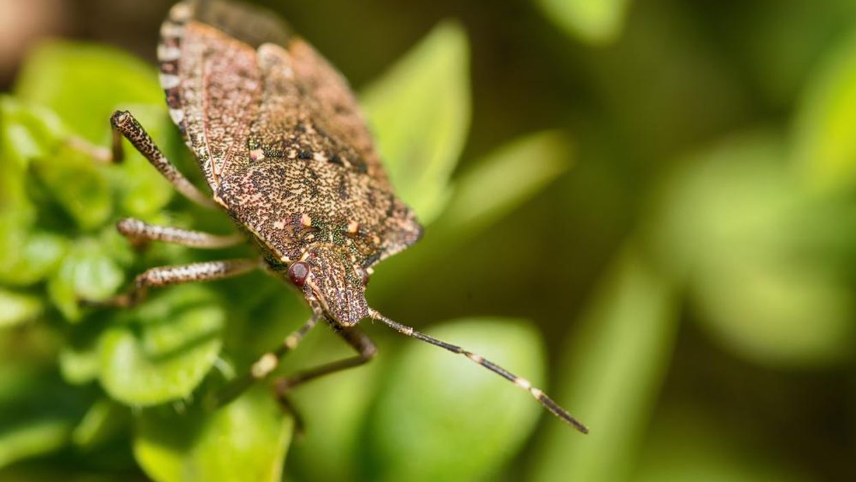 Here's an easy way to get rid of stink bugs in your house