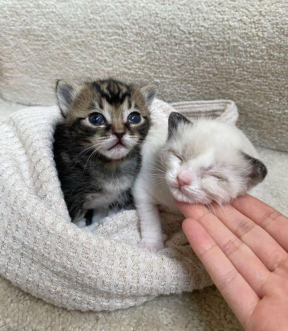 sweet kittens