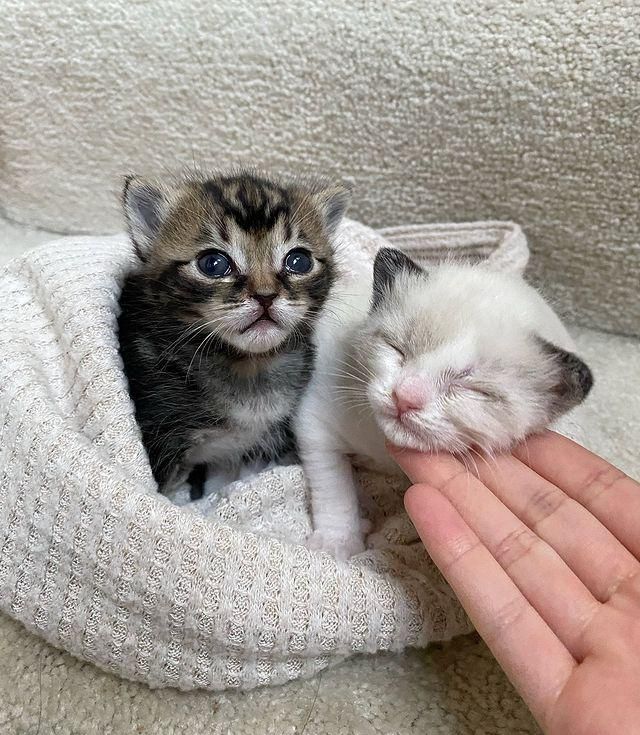 sweet kittens