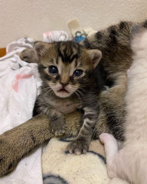 tabby kitten cute