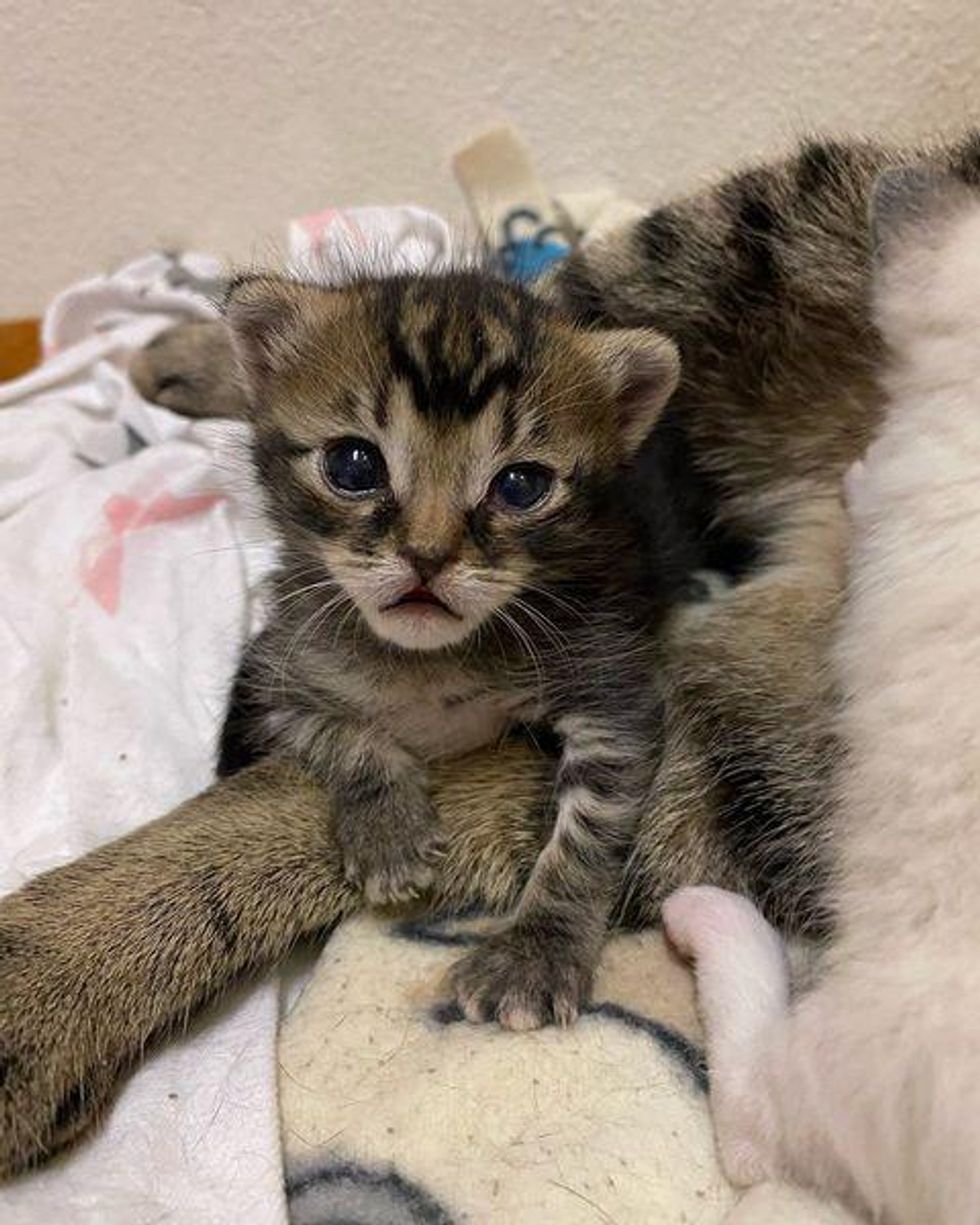 Cat Gives Her Kittens the Best Hugs and Care After She Had Them Back By ...