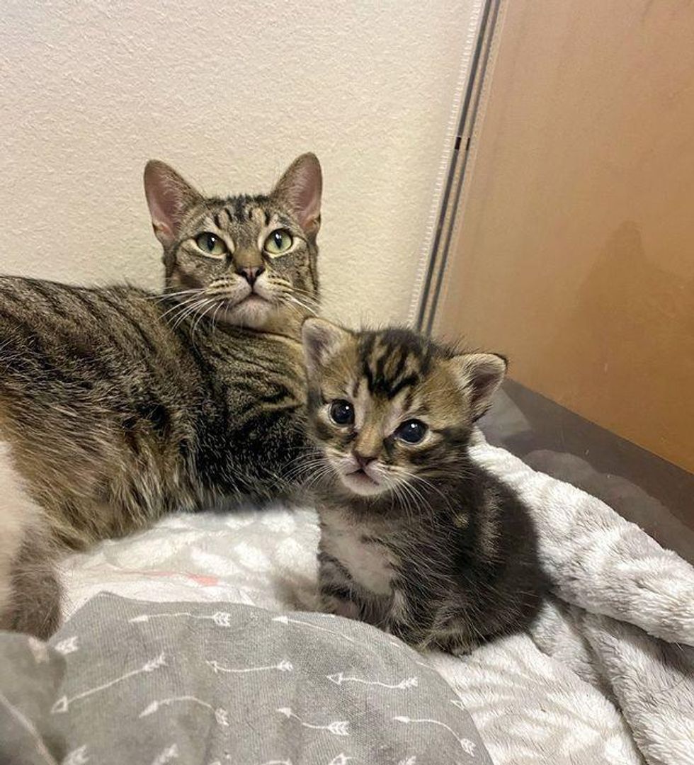 tabby cat kitten