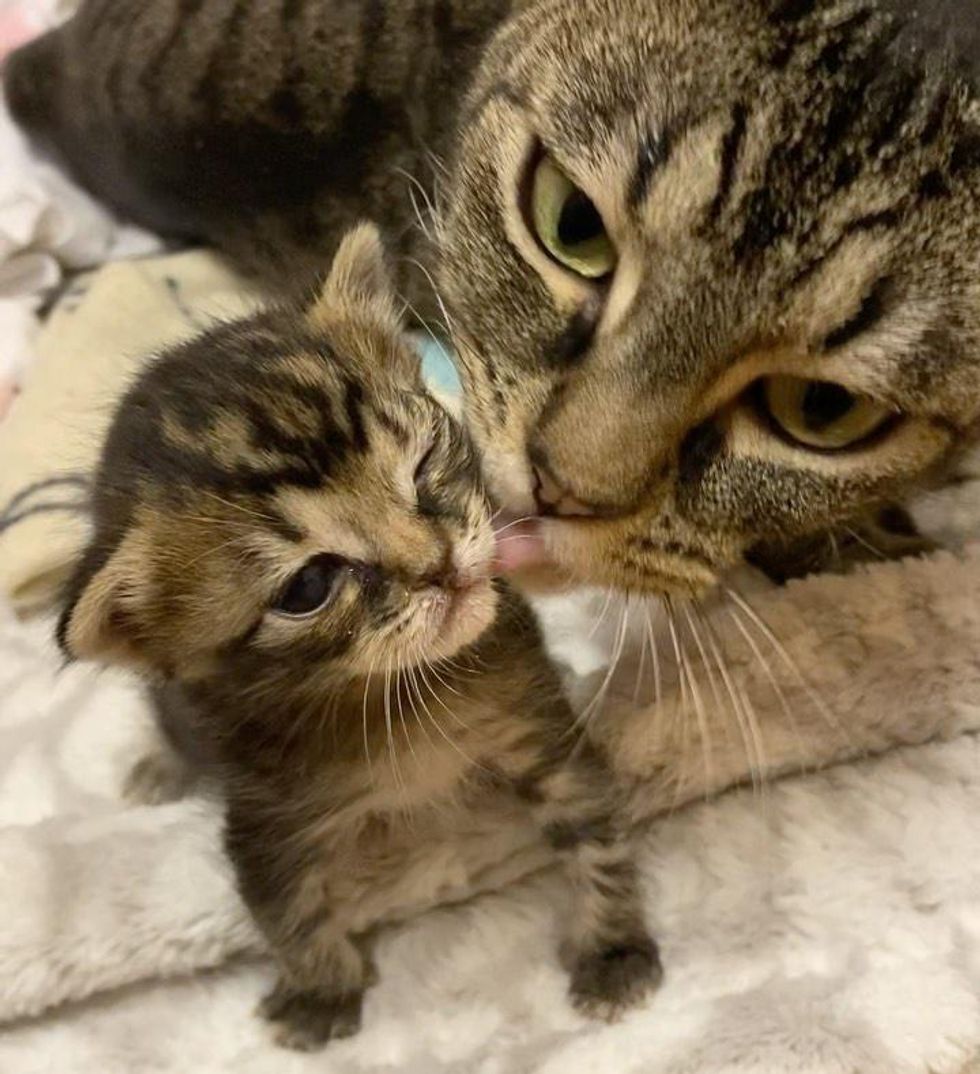 cat kisses kitten