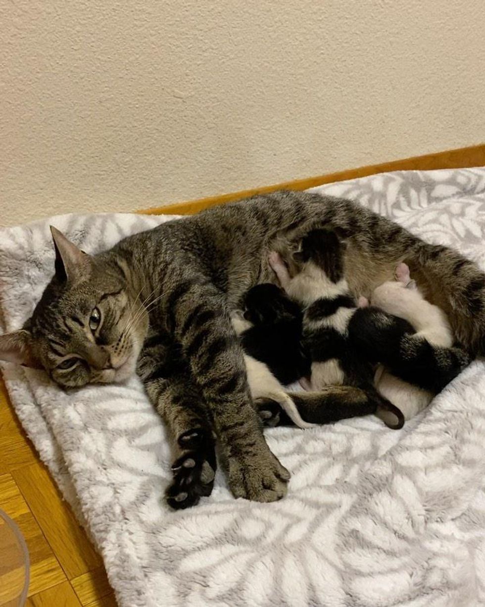 cat mom kittens