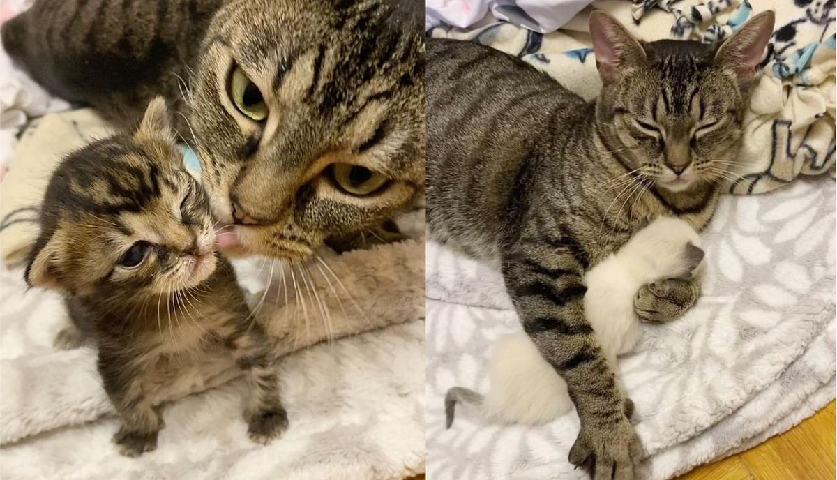 Cat Gives Her Kittens the Best Hugs and Care After She Had Them Back By Her Side