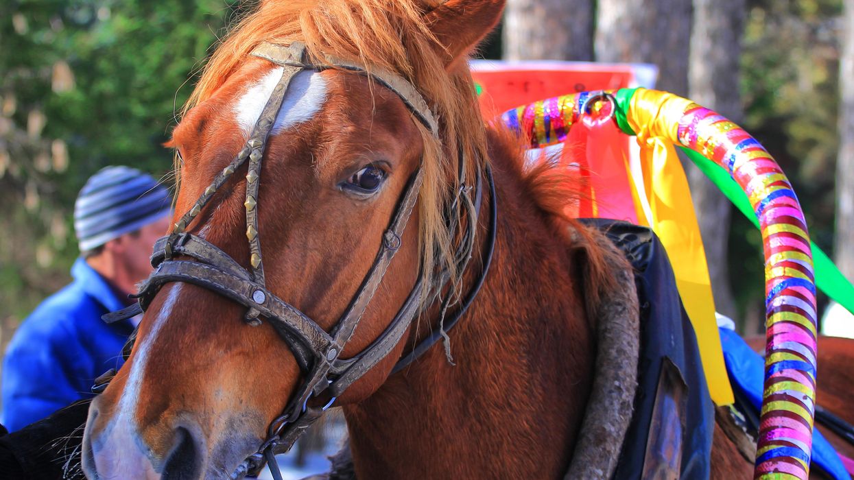 Parade horses to be put up for adoption after Mardi Gras season