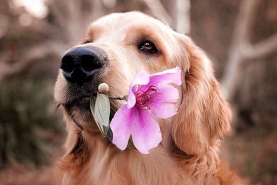 People are sharing the best stories of the kindest things their pets have done for them